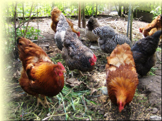 Unsere Hühner